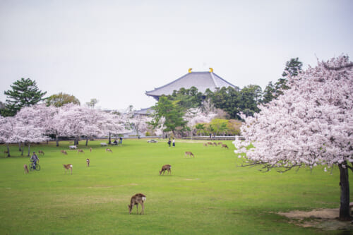 Sakura in Nara with the Japanese deers