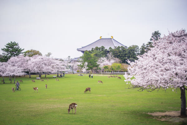 Sakura in Nara with the Japanese deers