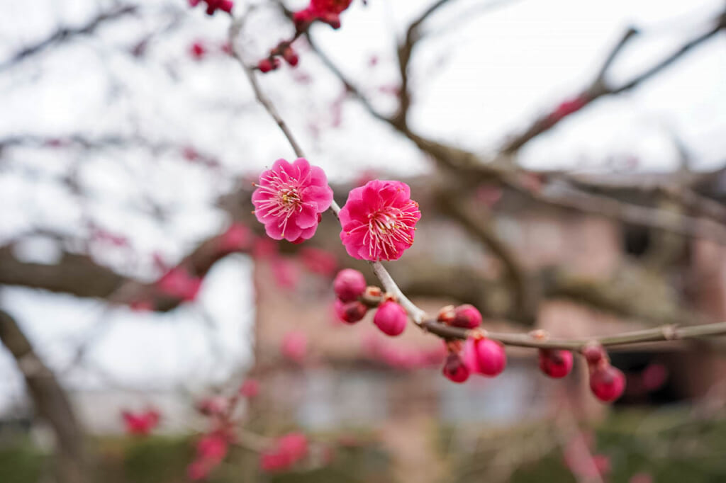 japanese plum blossoms in japan