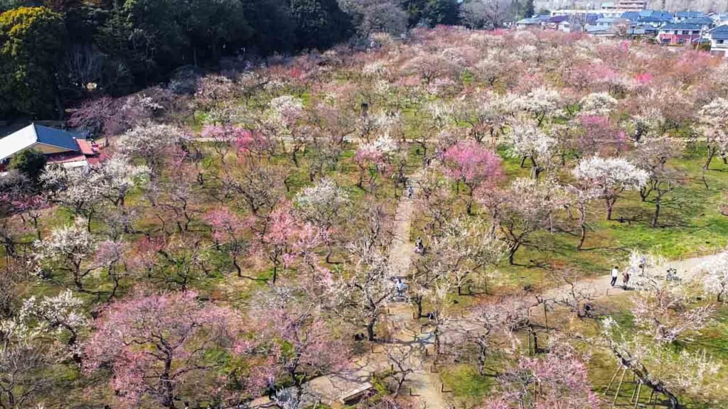 traditional japanese garden with plum  blossoms in  japan