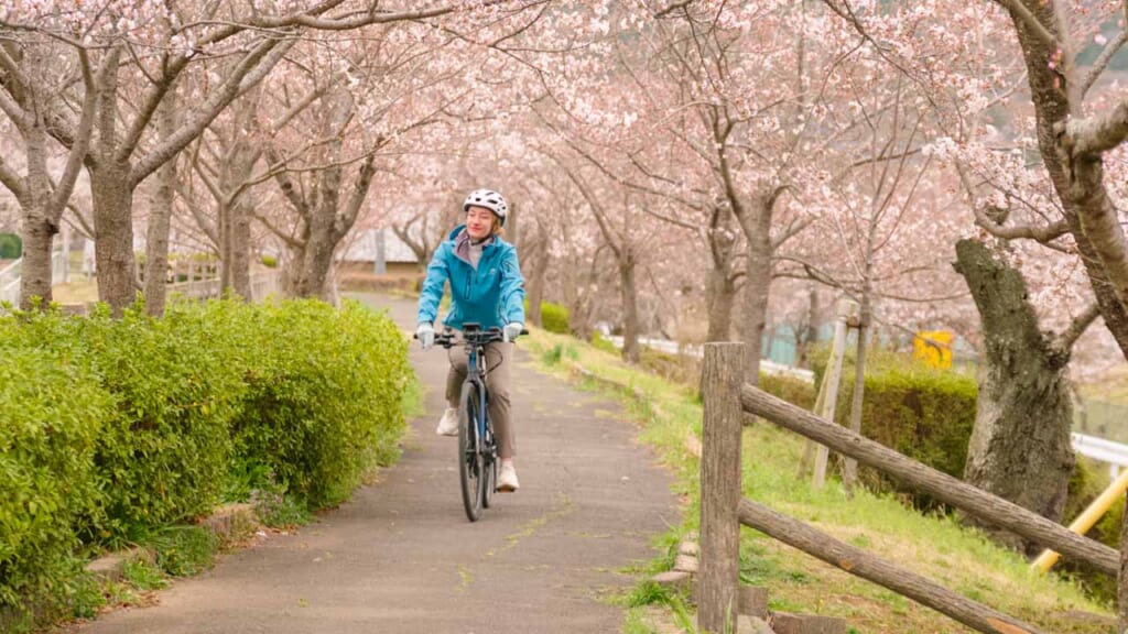 woman cycling under Japanese cherry blossoms