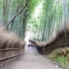 People walking in forest in Japan