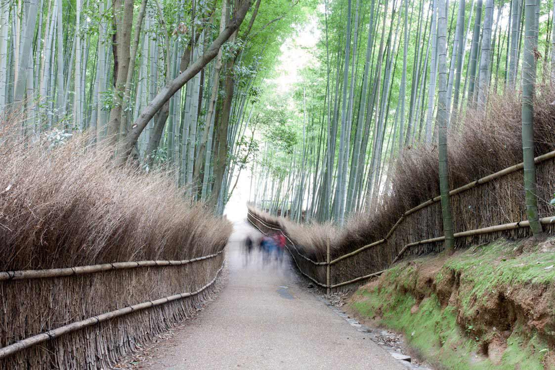 People walking in forest in Japan