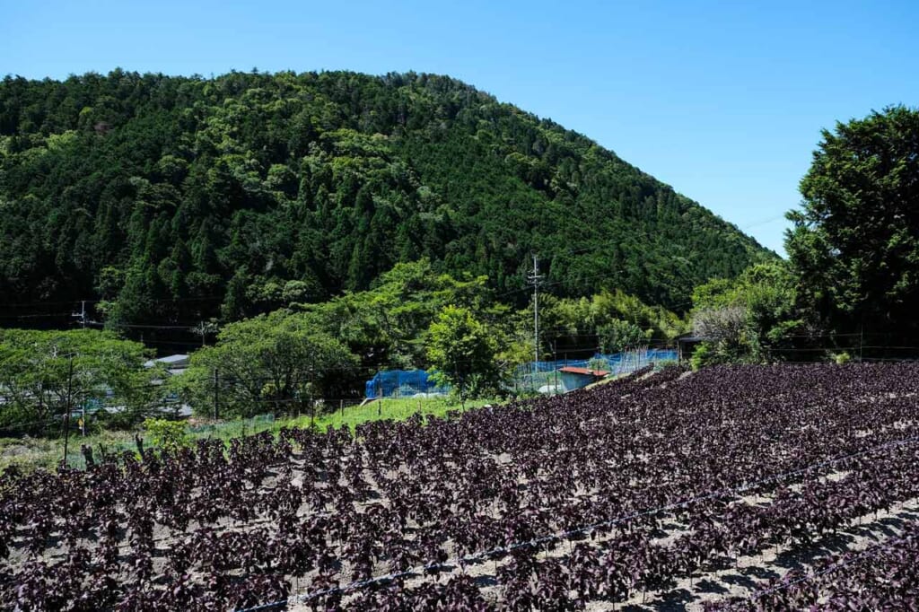 Red shiso field in the Japanese coutryside in Ohara, Kyoto