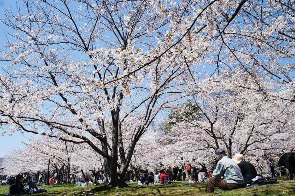 People doing hanami under the cherry blossoms during spring in Japan