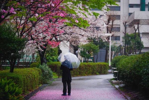 A person holding an umbrella stands under the pink blossoms in Japan