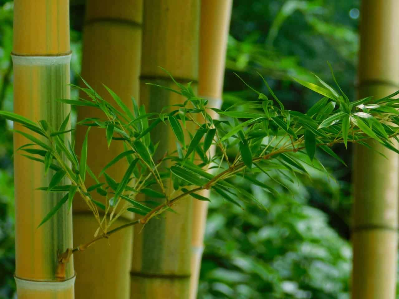Bamboo garden of the Tokyo Imperial Garden.
