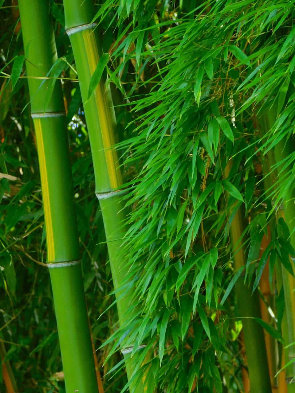 Green bamboo leaves.