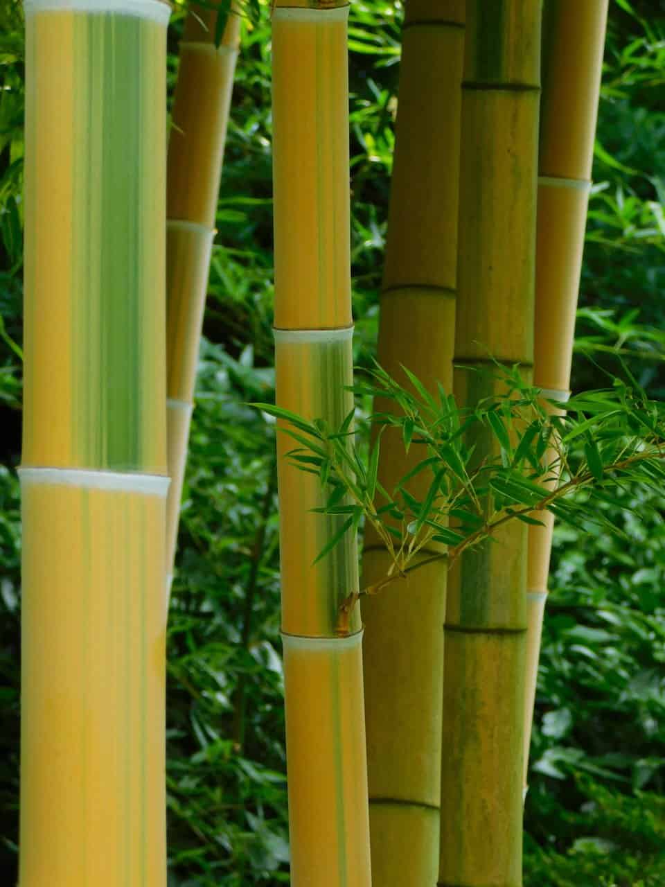 Yellow-green bamboo.