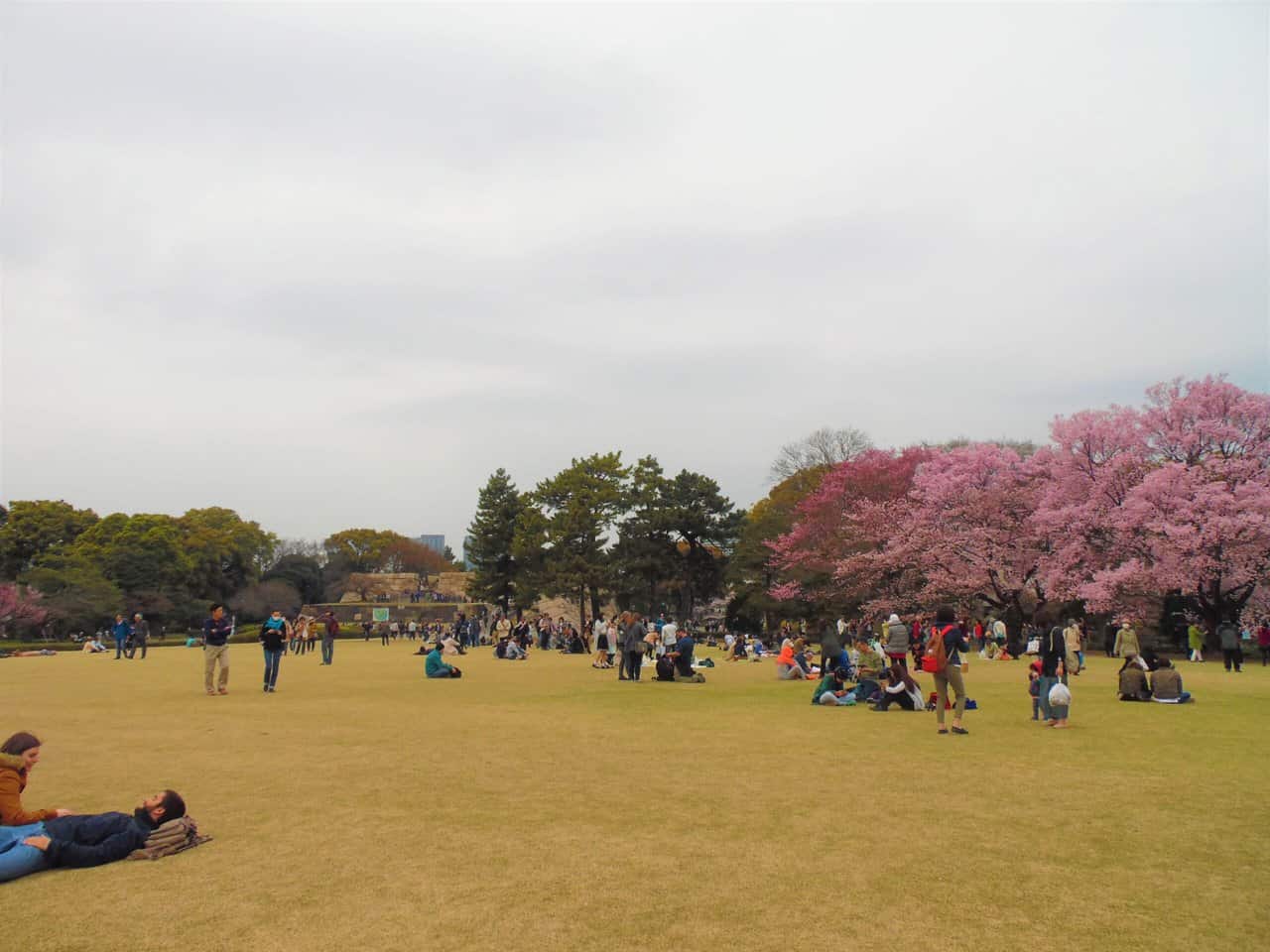 Tokyo Imperial Garden during cherry blossom season.