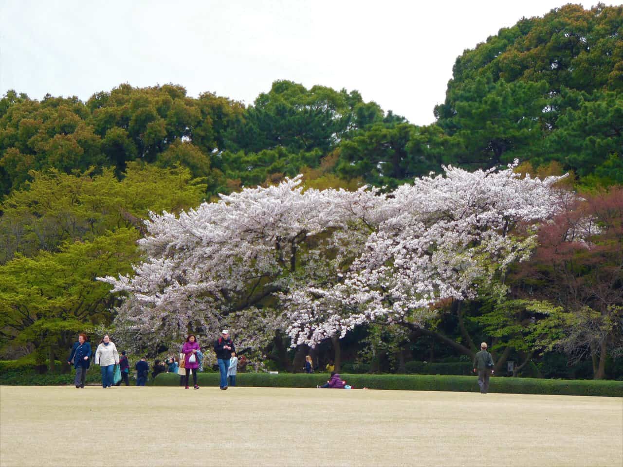 Sakura trees at the East Gardens.
