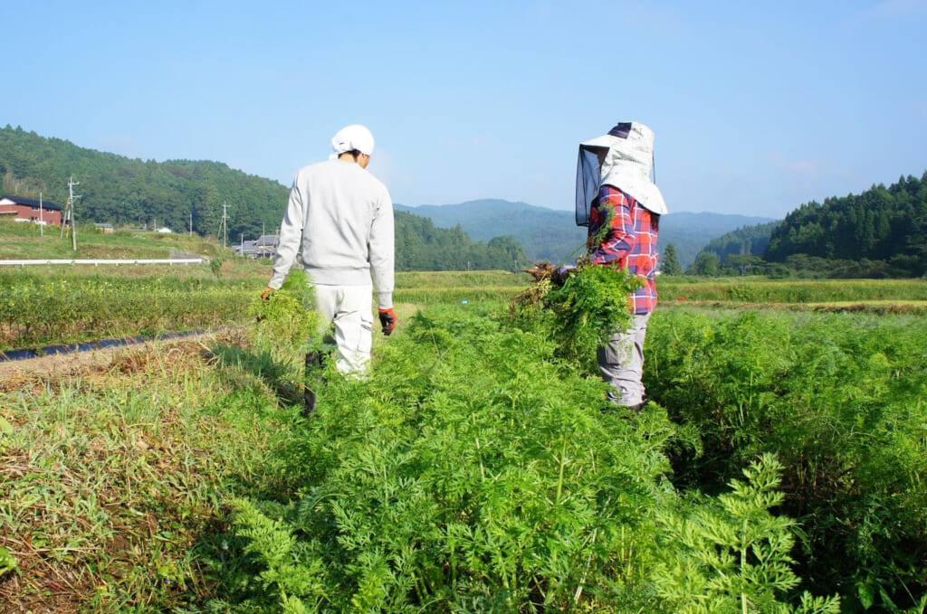 Couple of young Japanese organic farmers harvesting their field in the mountainous landscape of Kunisaki, Oita, Kyushu