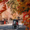 Rickshaw being pulled down a autumn leave covered samurai town called Kakunodate