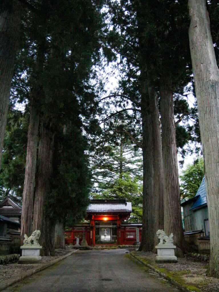 long entry walkway of unganji temple lined with tall trees