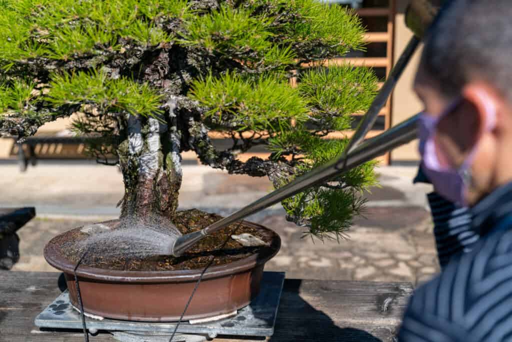 Staff tending to the bonsai by watering it at the Omiya Bonsai Museum