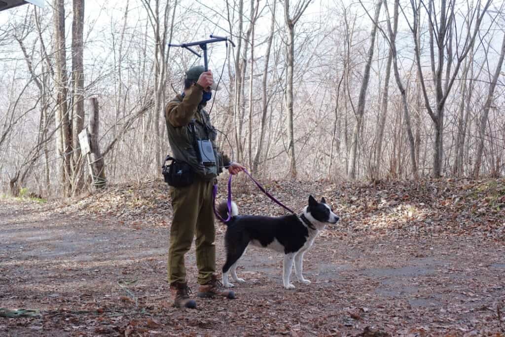 A bear dog trainer and his bear dog demonstrating how they use telemetry to find bears.