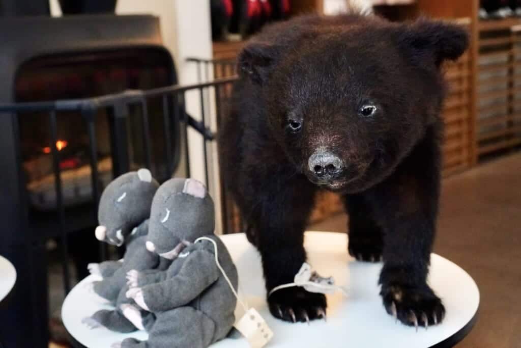 Taxidermy young Asiatic Black Bear alongside two newborn plush models in front of the fireplace at the Picchio Visitor Center