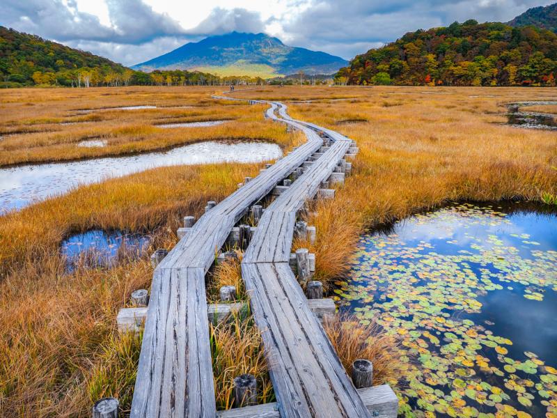 A wooden board walk through a marsh landscape in autumn with mountain background in Japan