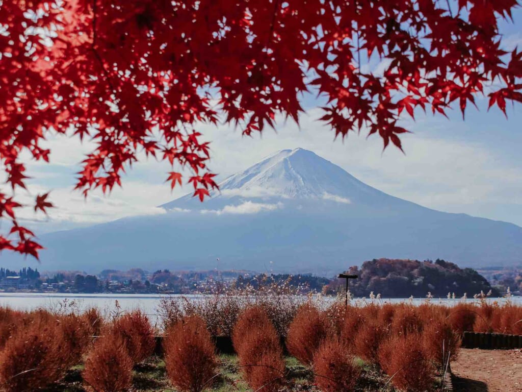 mount fuji with autumn leaves and kochia plants framing the volcano