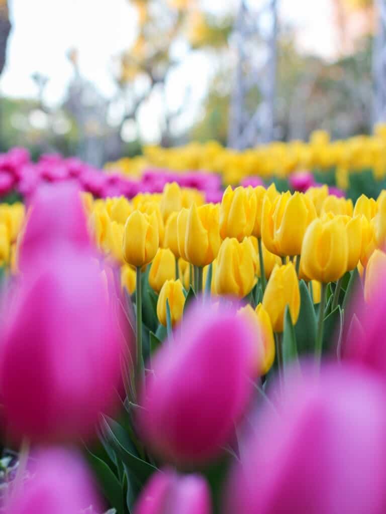 yellow and pink tulips on Enoshima