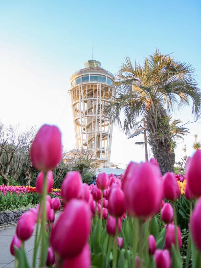 Enoshima Sea Candle observation tower with tulips