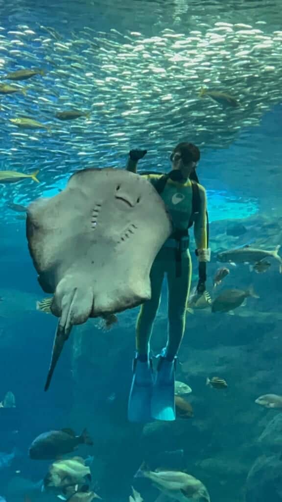 diver with sing ray in japan