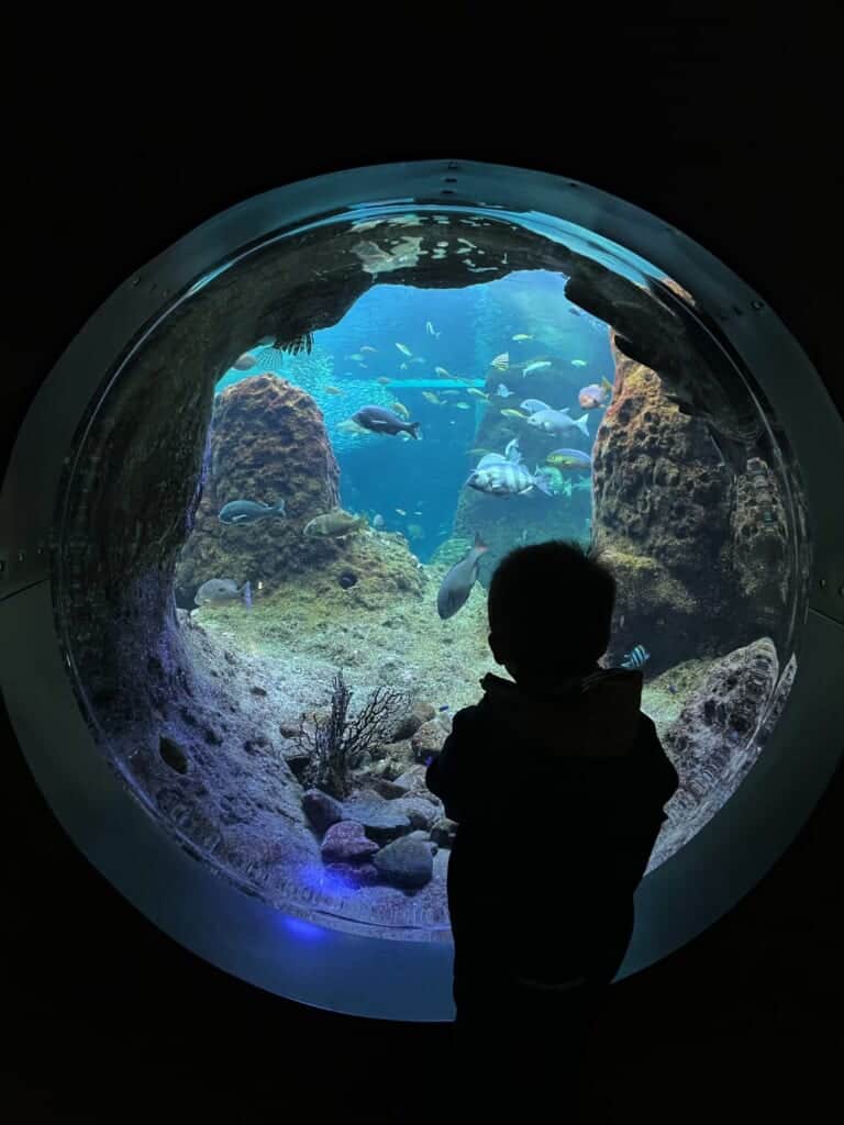 boy standing in front of aquariam tank
