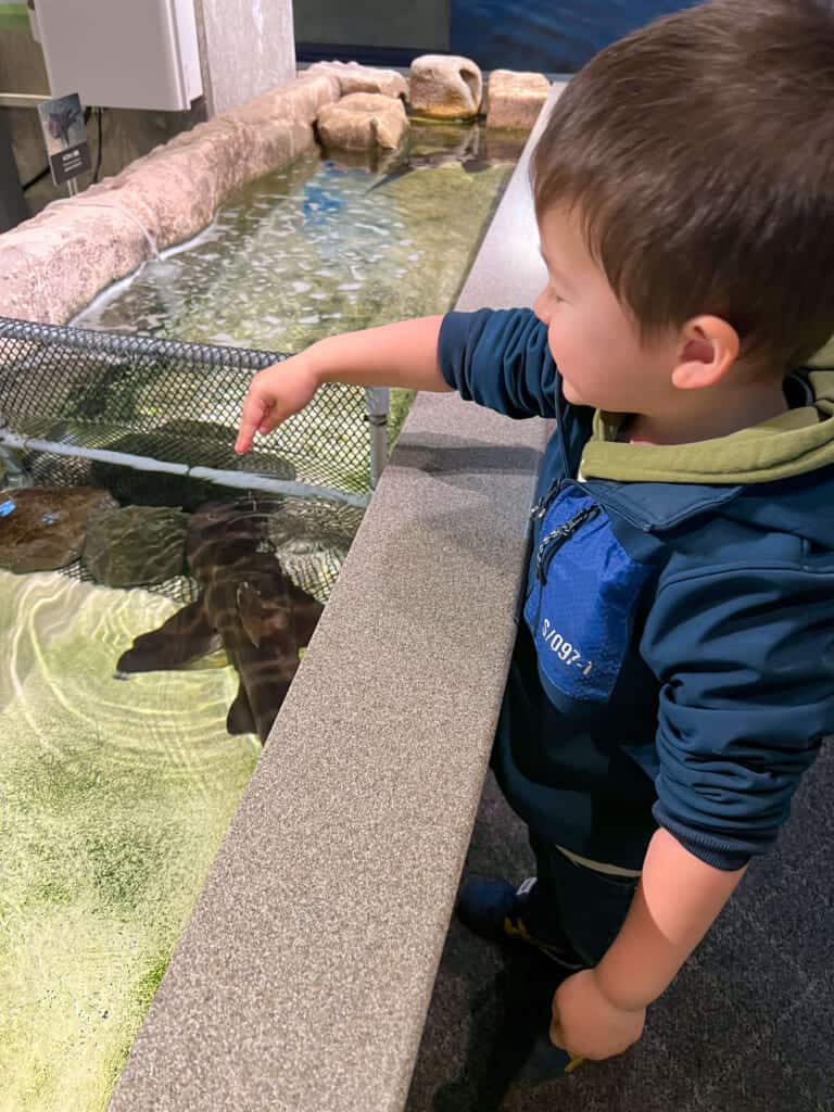 boy touching fishing aquarium in Japan