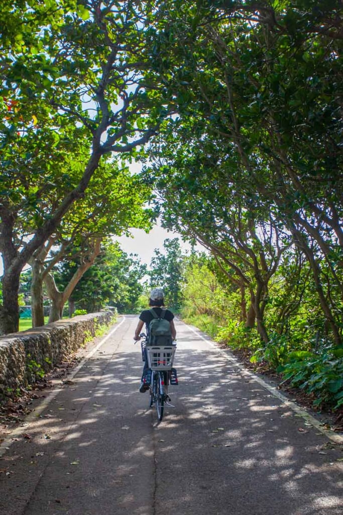 Women riding a bike through alley of trees in Kuroshima Okinawa on the Yaeyama Islands