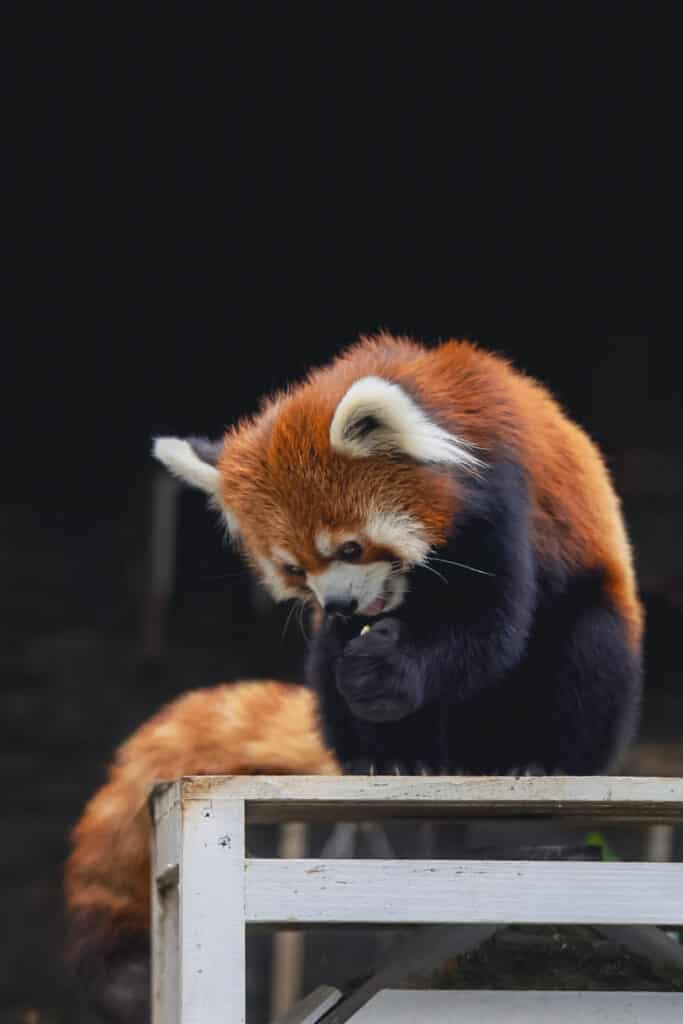 red panda grooming 