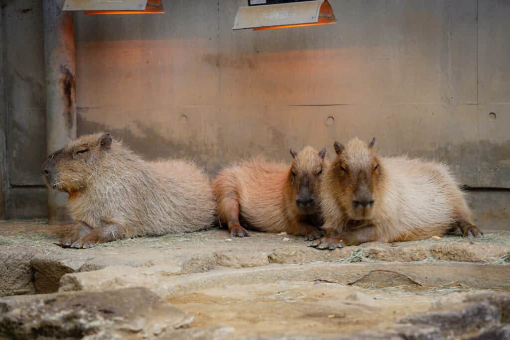 capybaras chilling
