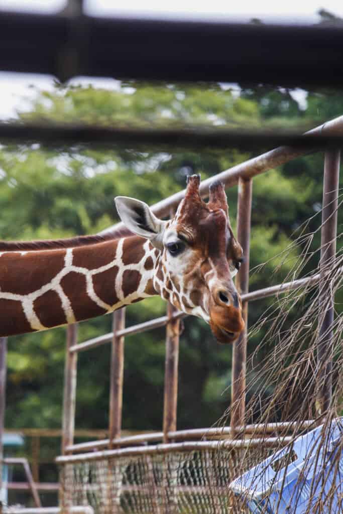 giraffe looking at the camera