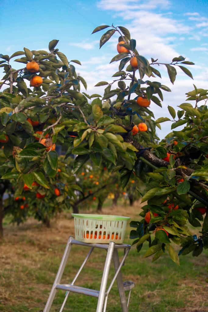 Persimmon trees