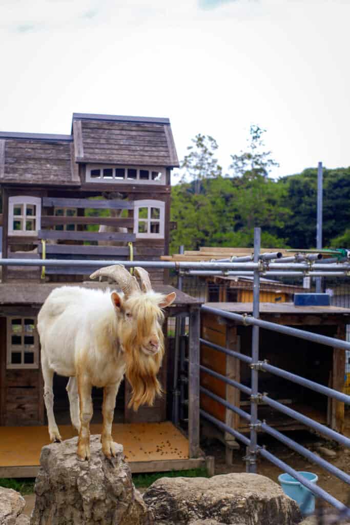 goat inside a ranch