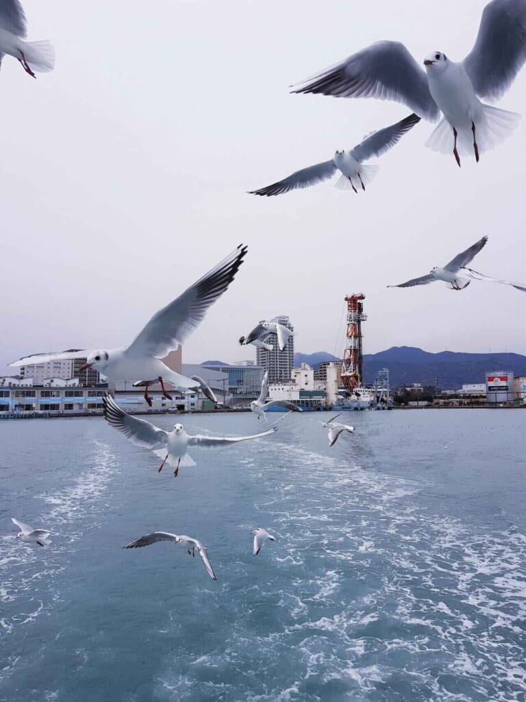 Feeding seagulls on the ferry ride.