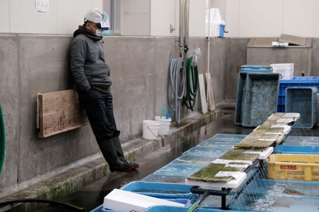 Wholesaler at the Shimizu fish market.