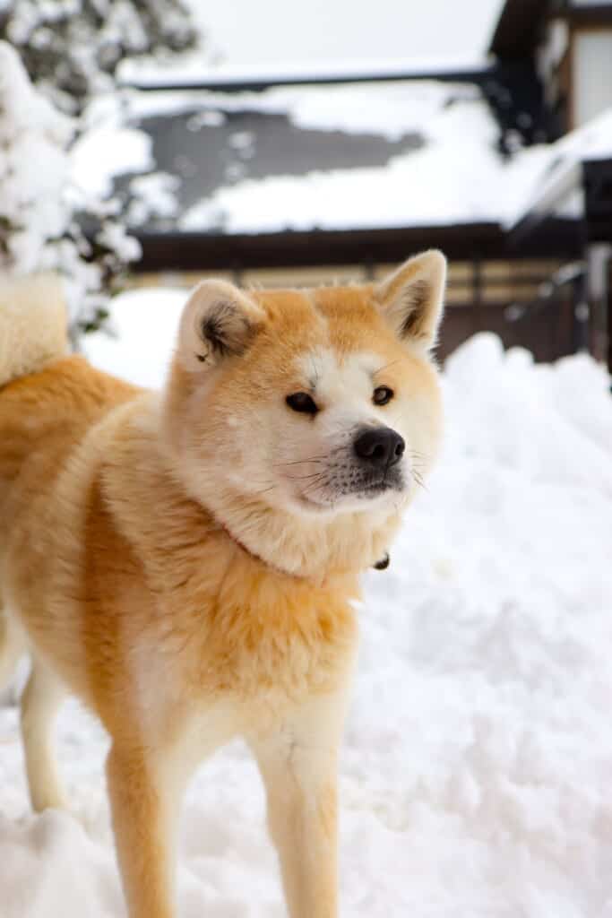Akita Inu dog in the snow  in Semboku, Akita, Japan