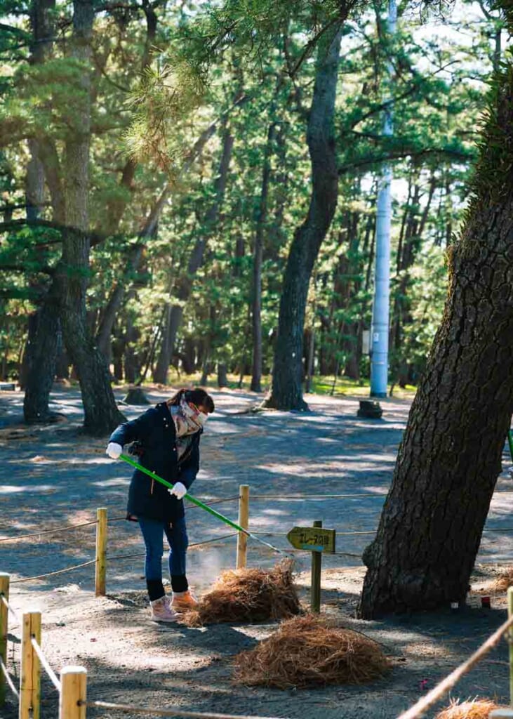 woman collecting pine needles with trees in the background