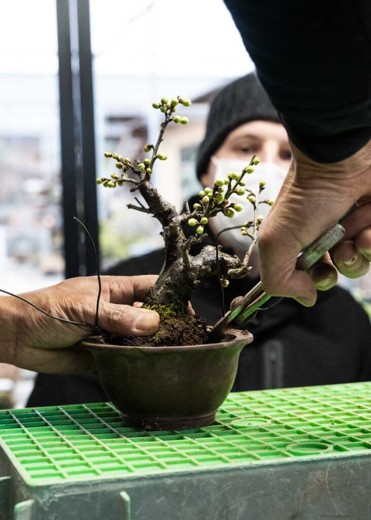 hands clipping bonsai plant with cherry blossom buds in shizuoka,  Japan