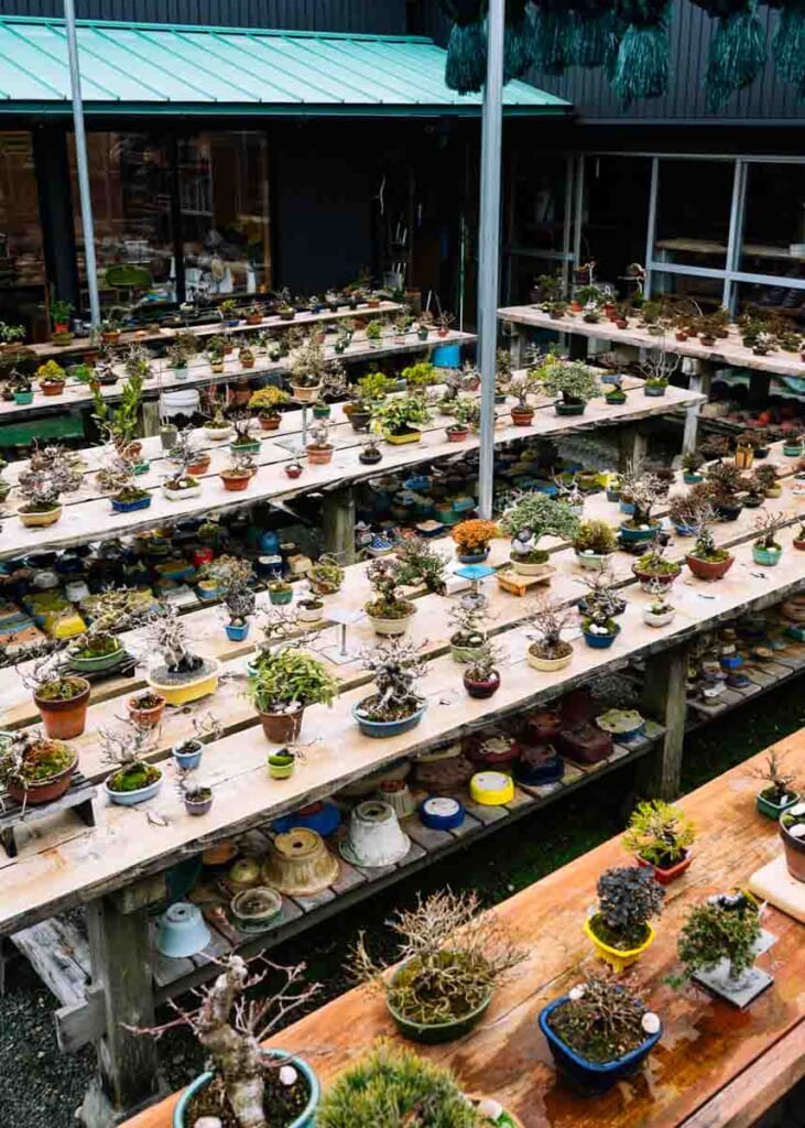 row of bonsai trees in shizuoka,  Japan