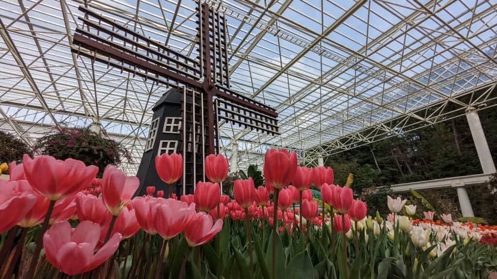 Tulips and windmill