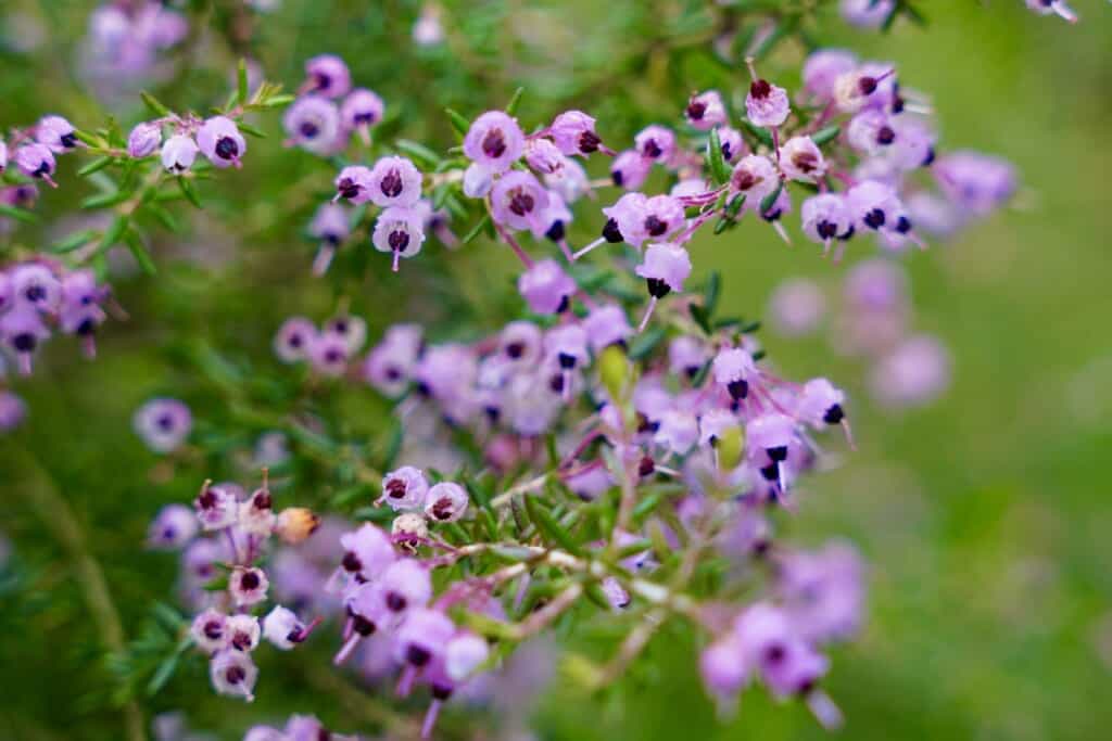 Pink flowers at Flower Park Kagoshima