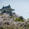 hamamatsu castle with cherry blossoms