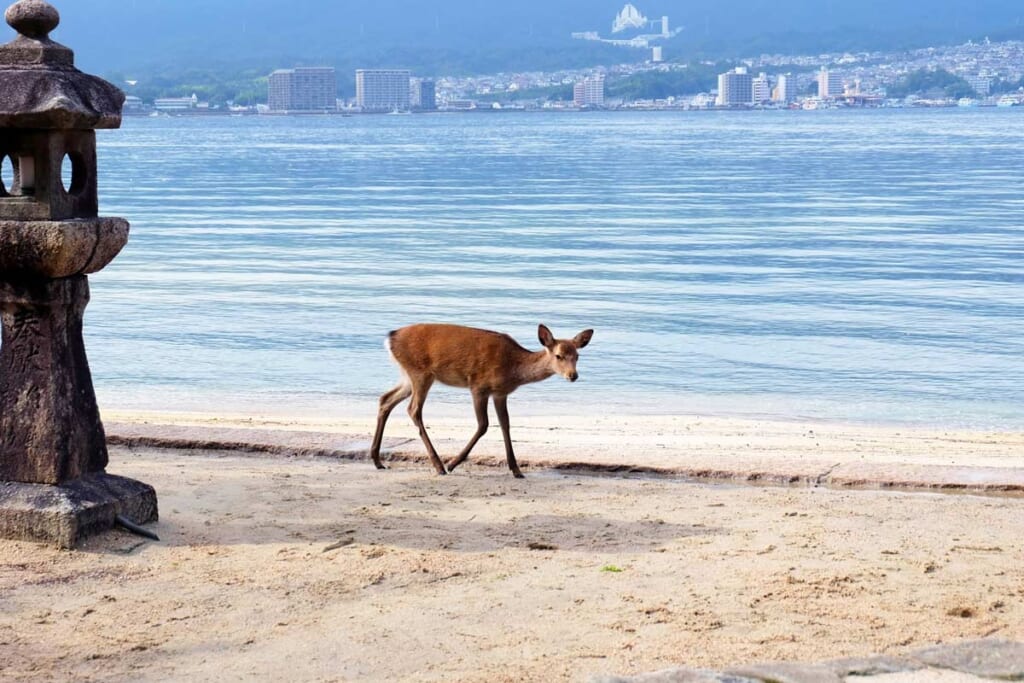 deer on beach in JApan