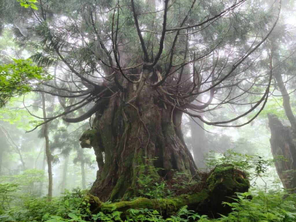 primeval forest Japan