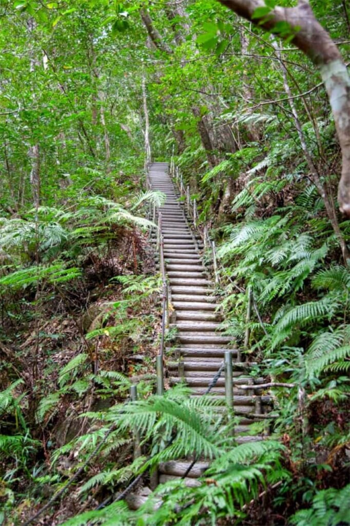 steep staircase on the trail to Hiji Otaki Falls in Okinawa