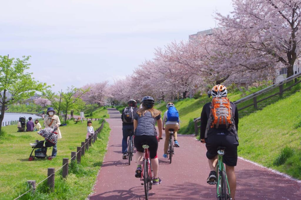 Cycling in Tokyo during cherry blossom season