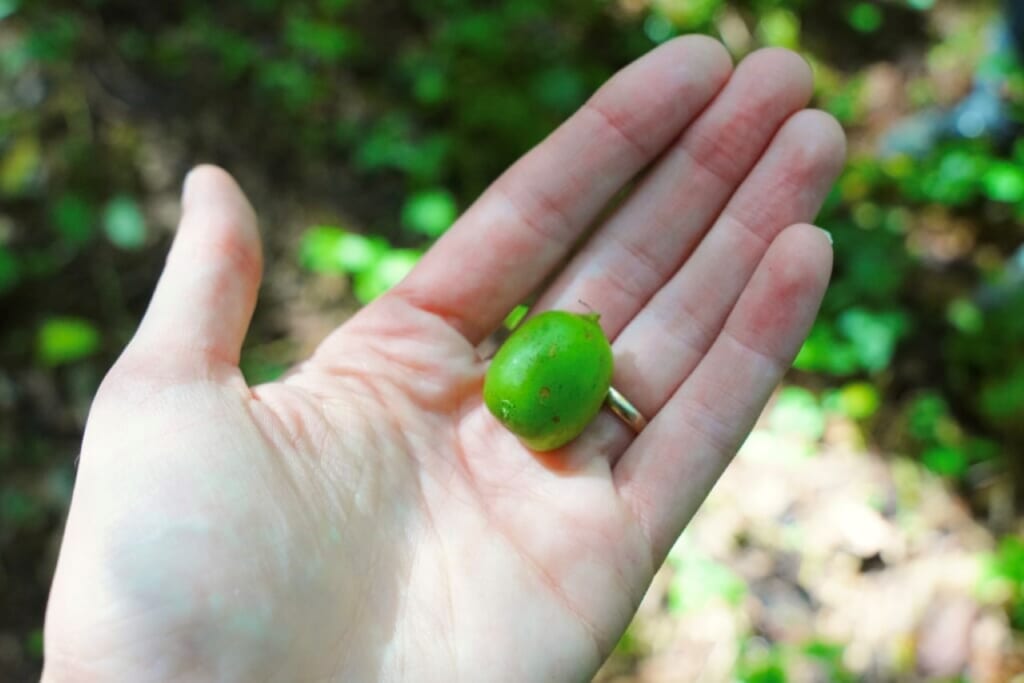 A small Japanese hardy kiwi in a hand