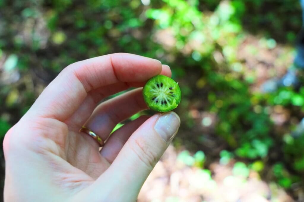 A small hardy kiwi in Japan with a bite taken out of it