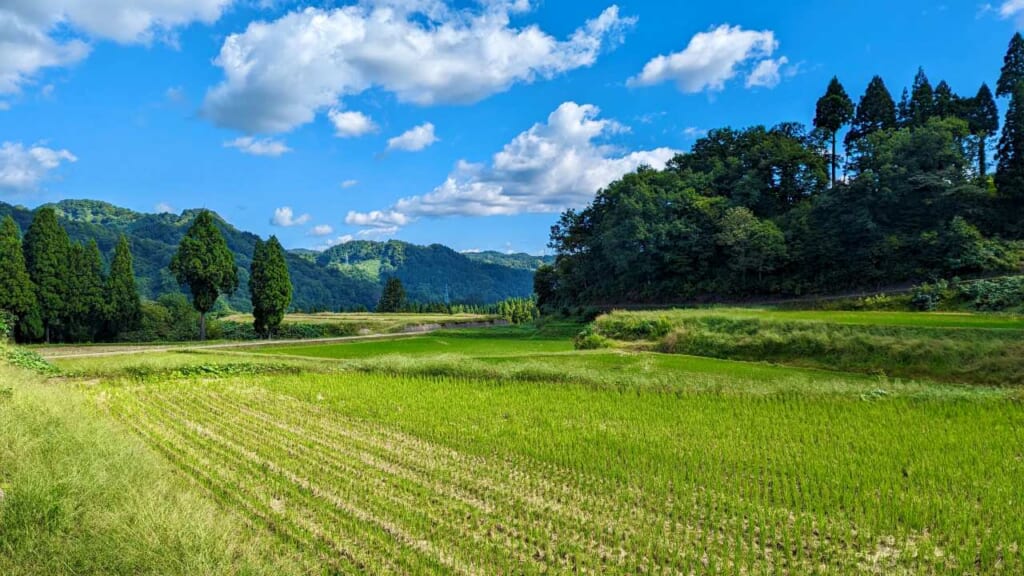 Rice paddy in Japan on Tokamachi Tanada Trek 